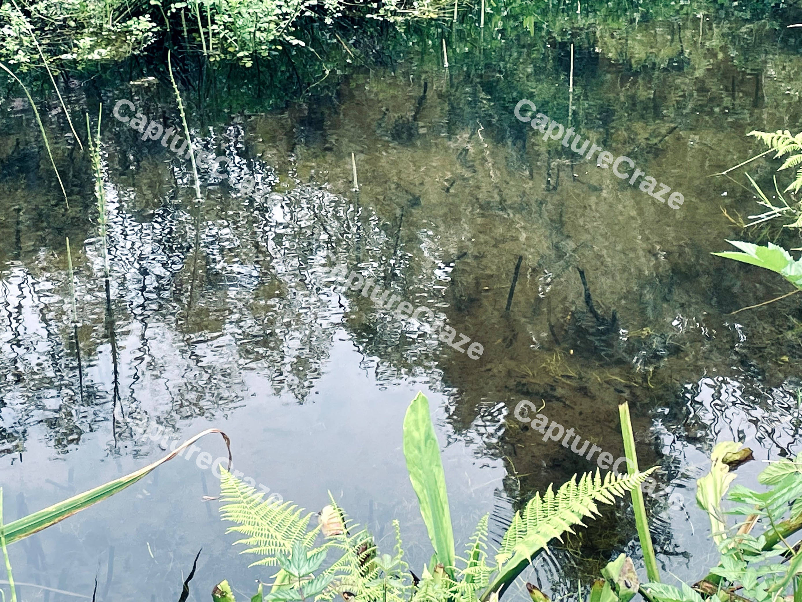 Pond